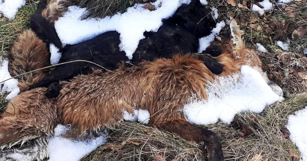 A dead black cat and red fox are laid next to each other in melting snow. These were found by runner Paul Carmen near Bolton Abbey. Snares were nearby.