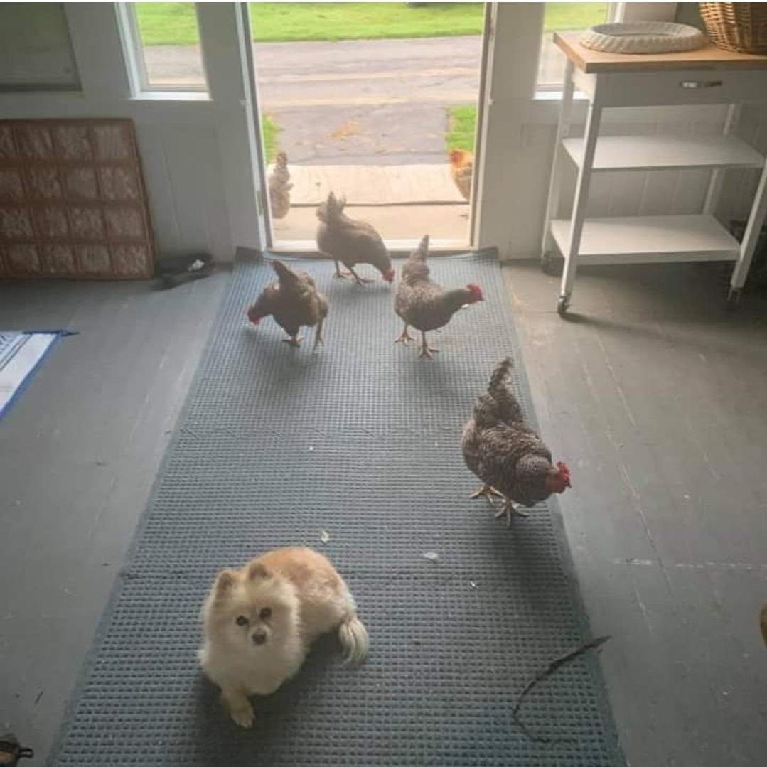 rogue chickens