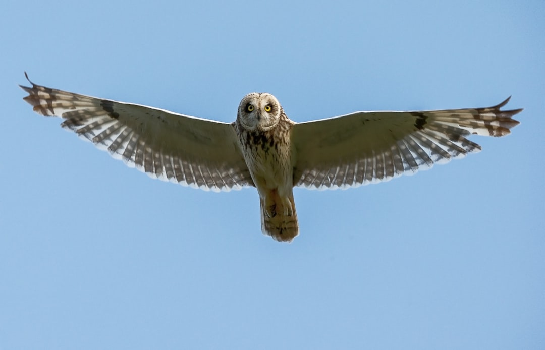 on-flight white and brown owl