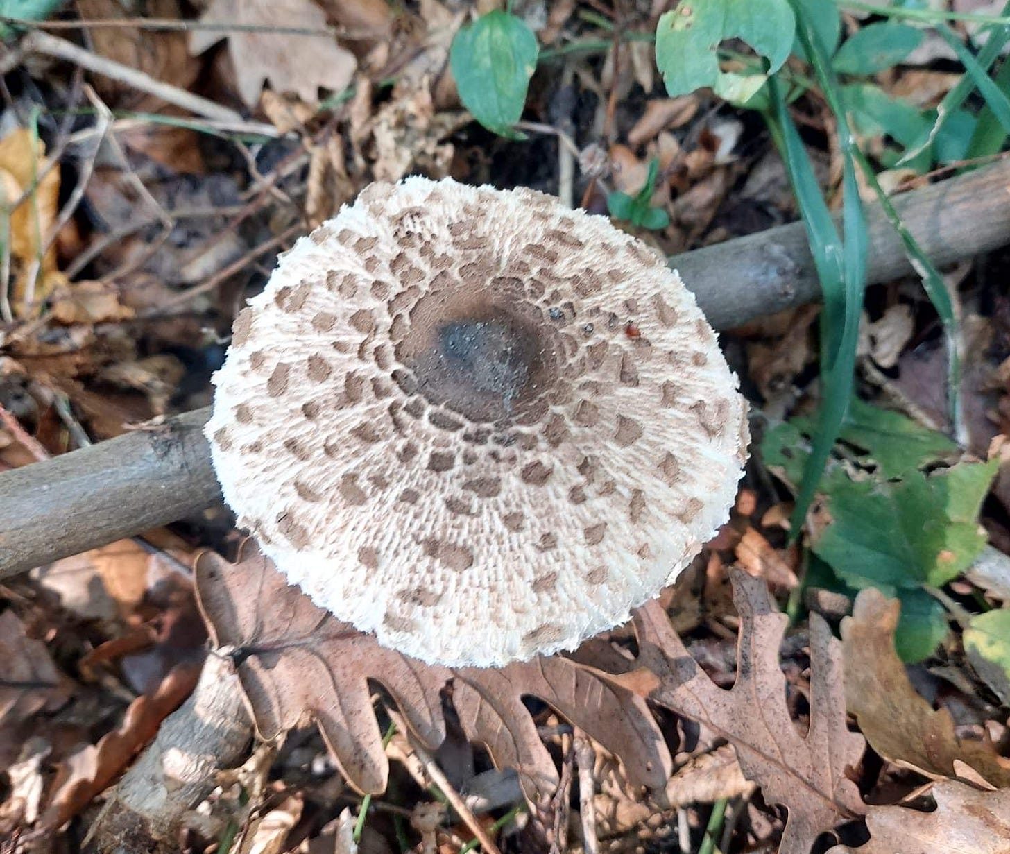 Parasol Mushroom (Macrolepiota procera)