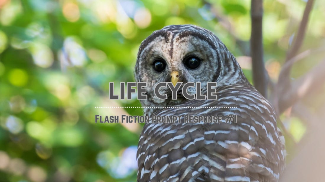 Barred owl in a tree