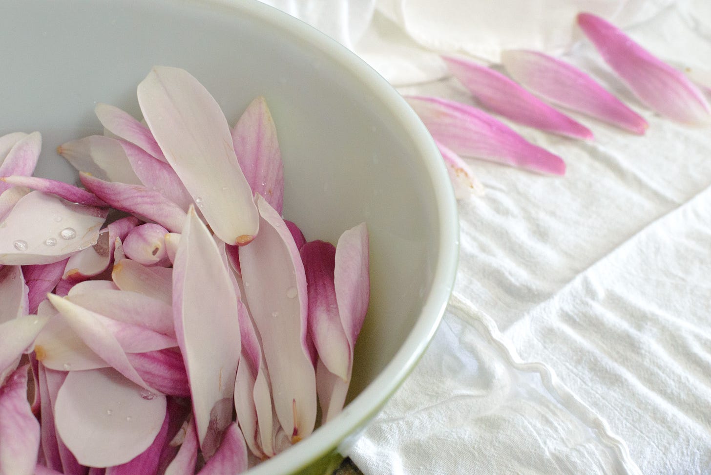 Magnolia petals in a bowl and lined up on a dish towel