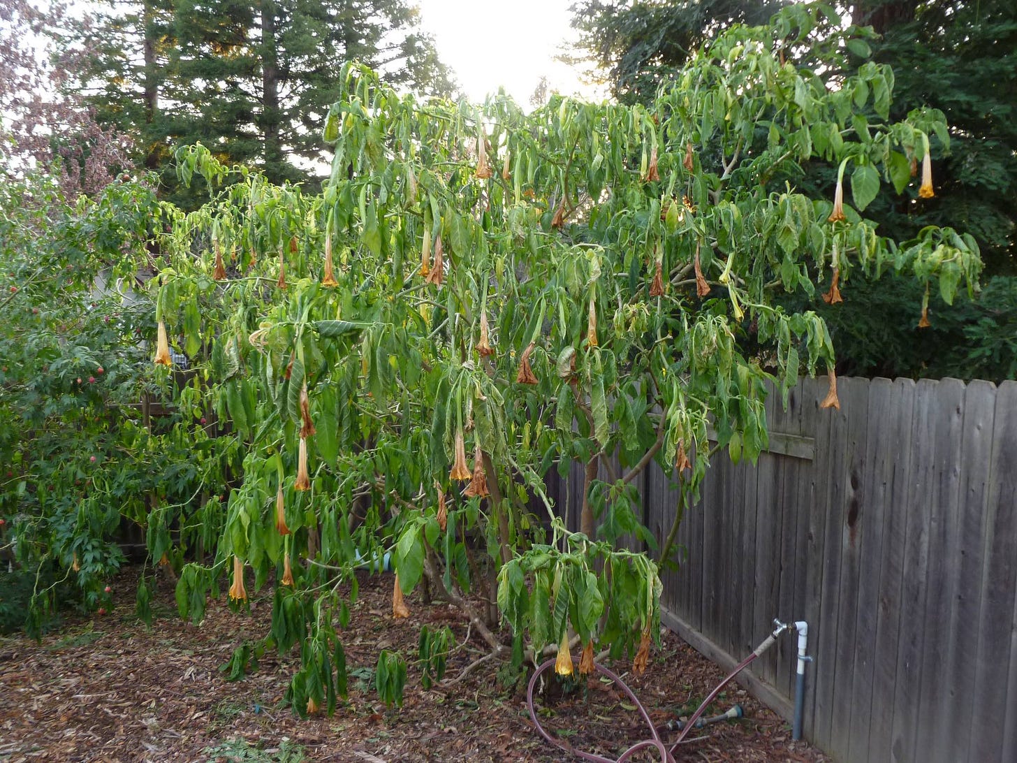 Frostbit brugmansia plant