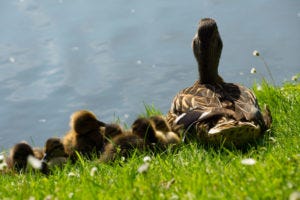 ducklings