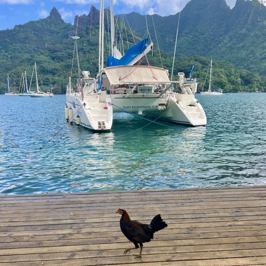 Marina Rooster