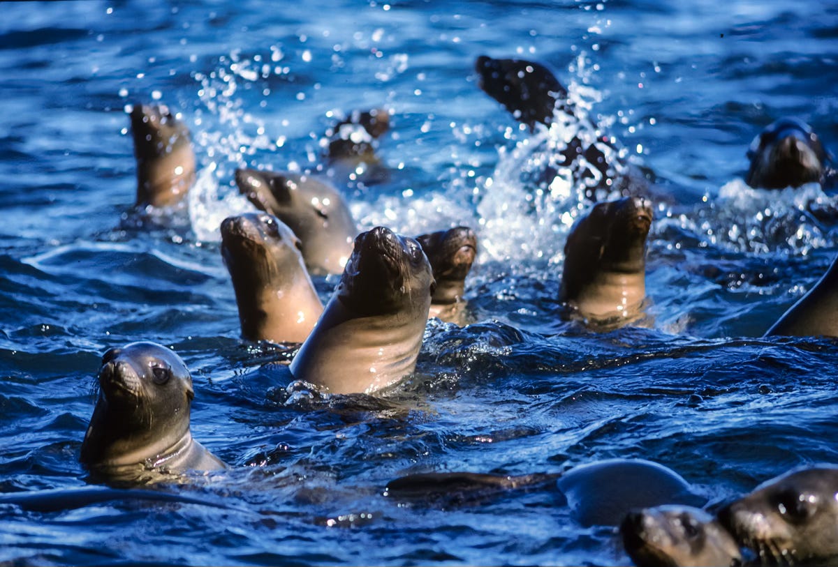 Elephant Seals, Isla de Cedros, Baja California, Mexico