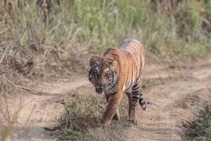 Tiger on a dirt road