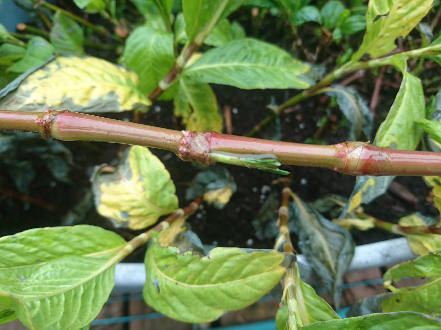 a red stem of indigo growing white roots under the seam of each node. The background is an out of focus view of indigo plants with damaged yellow-green leaves with dry dead blue leaves on dark soil