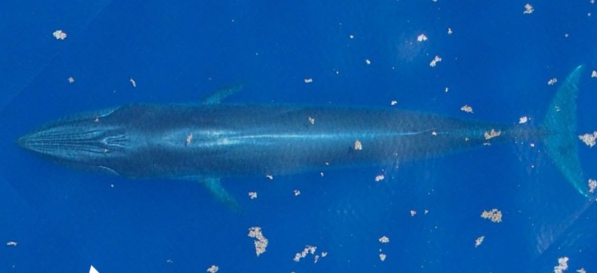Aerial photo of Rice's whale swimming