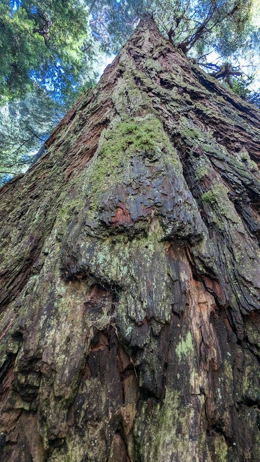 Rough redwood tree bark viewed from the base of a tree looking up