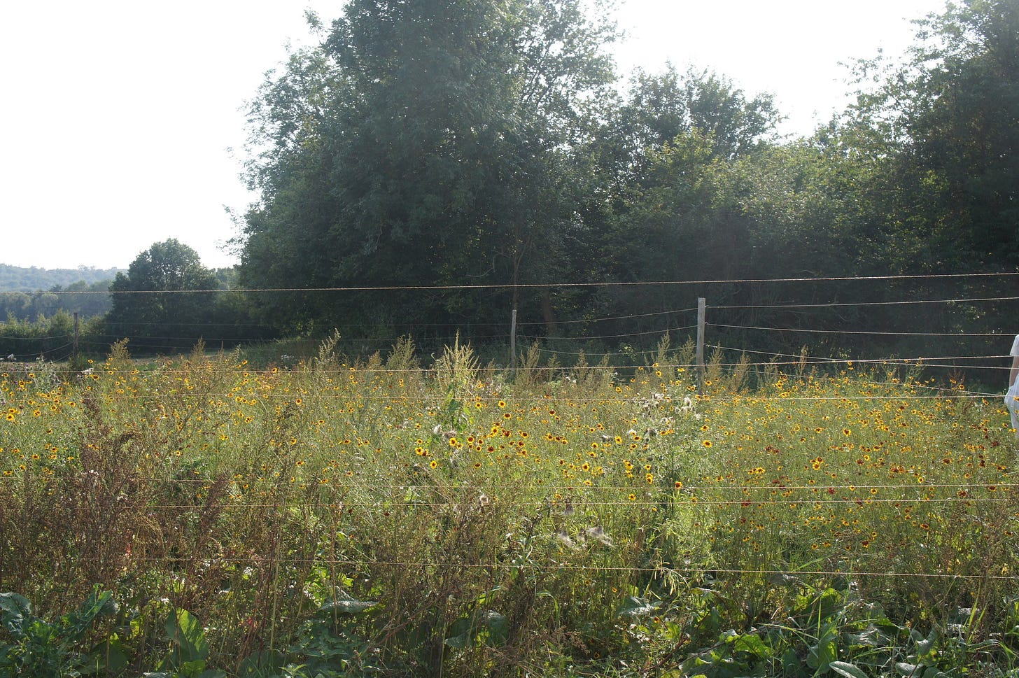 Coreopsis tinctoria dye plant trial at Brickpits organic farm