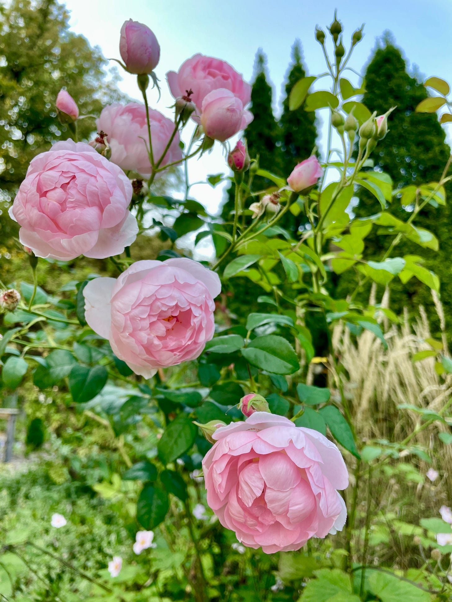 Re-blooming David Austin Rose ‘Scepter’d Isle’ in the Cottage Garden