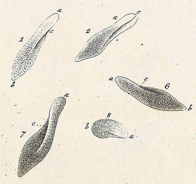 File:Muller paramecium aurelia.jpg