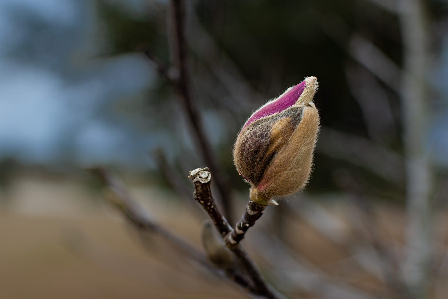 A single magnolia bud is waiting to open.