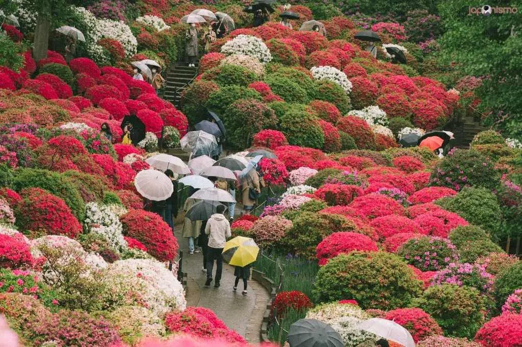 Azaleas en el santuario Nezu