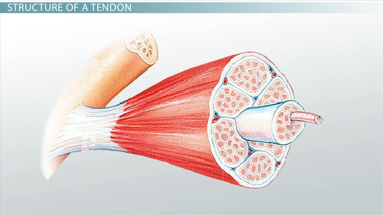 Tendon Definition, Anatomy & Function - Video & Lesson Transcript |  Study.com