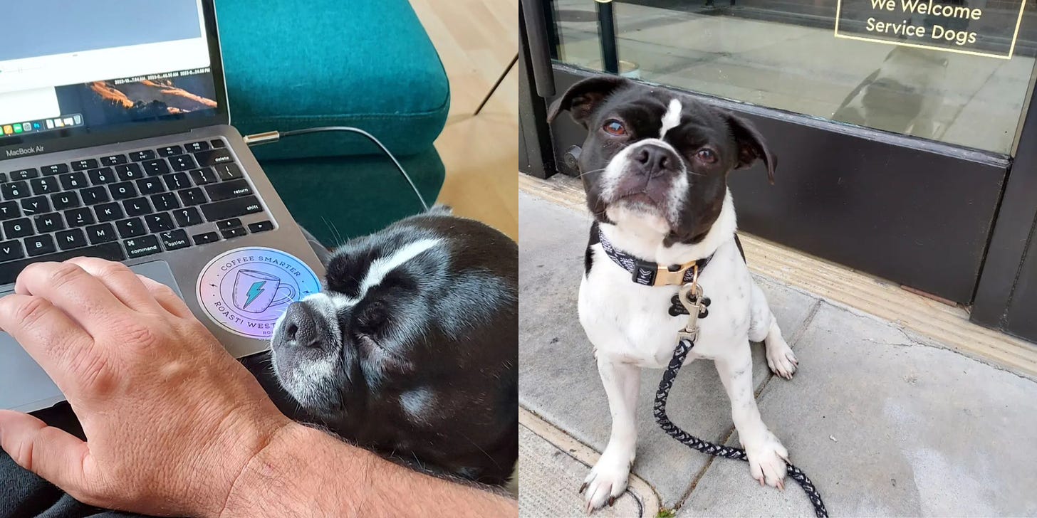 A black and white terrier (black head with a white slash of fur between the eyes) rests it head on a leg with its pushed in nose getting int the way of a laptop keyboard. The dogs eyes are closed and a hand is reaching around to try and type. Right: A black and white terrier sits patiently in front of a reflective cafe door with a sign declaring only service dogs are allowed.