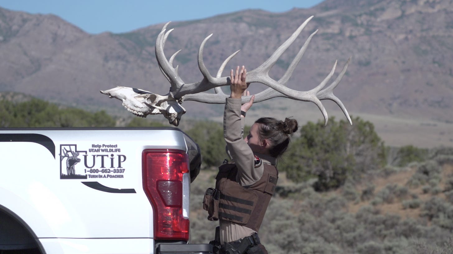 A law enforcement officer with the Utah Division of Wildlife Resources loads an elk skull into the back of a truc