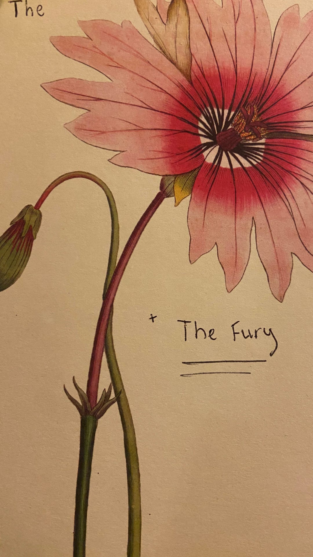 Greeting card with a pink flower taking up most of the page. The word “the” is written in the upper lefthand corner, and the words “+ the Fury” are written on the lower right, under the flower.