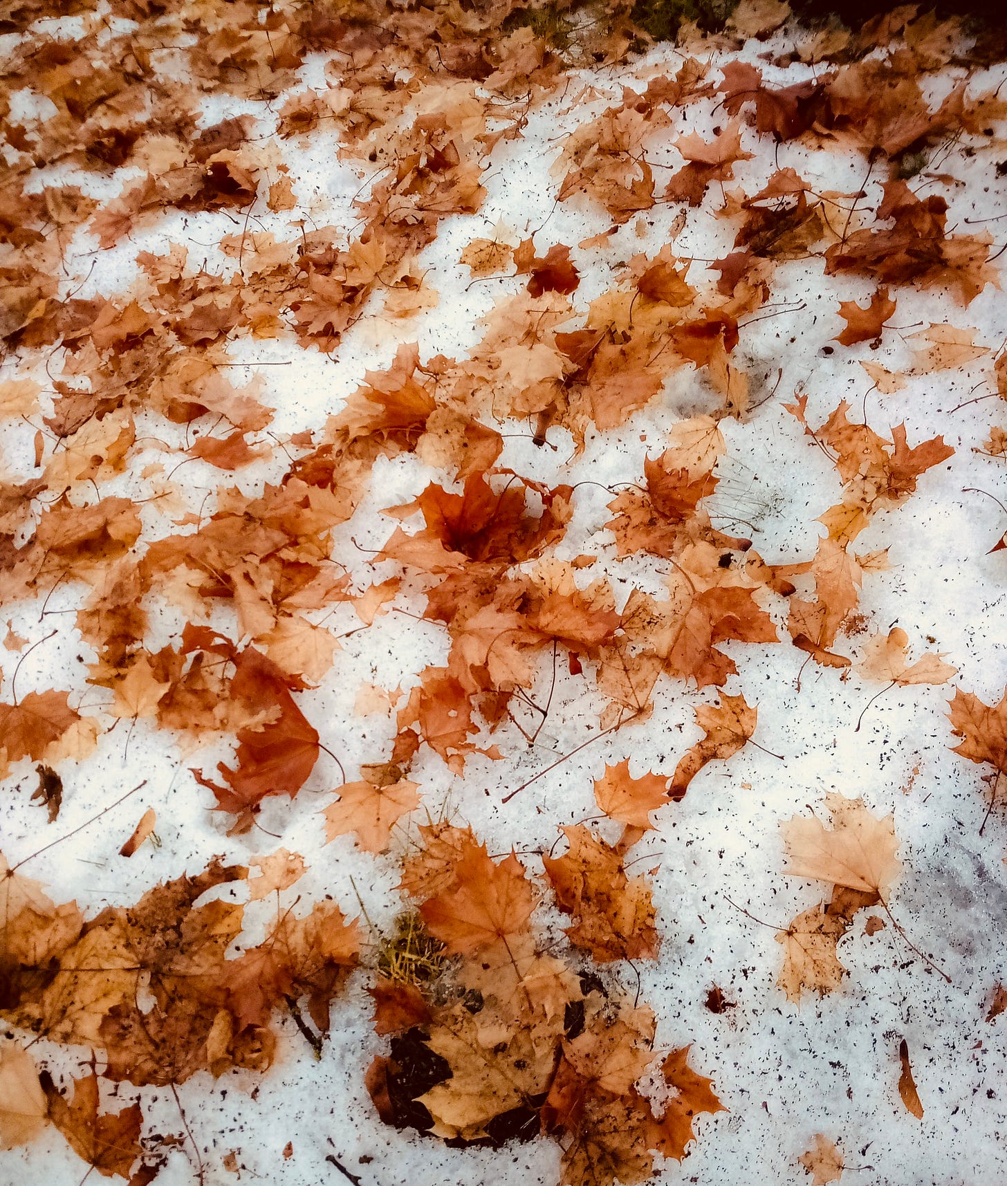 Brown leaves on top of snow