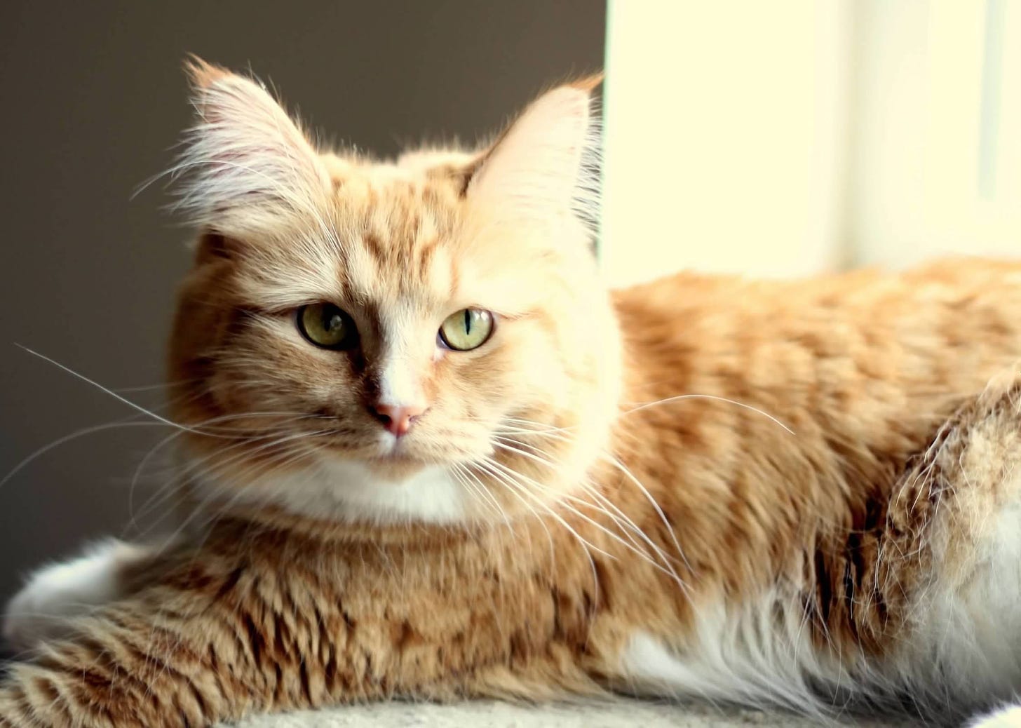 Stella, a fuzzy orange cat with green eyes and a white belly, looks calmly at the camera