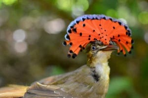 A striking male Royal Flycatcher flaunts its vibrant red and blue crest. This captivating species exemplifies the diverse and unique birdlife of Costa Rica, underscoring the importance of preserving habitats to support such biodiversity. (Image credit: Nick Hendershot)