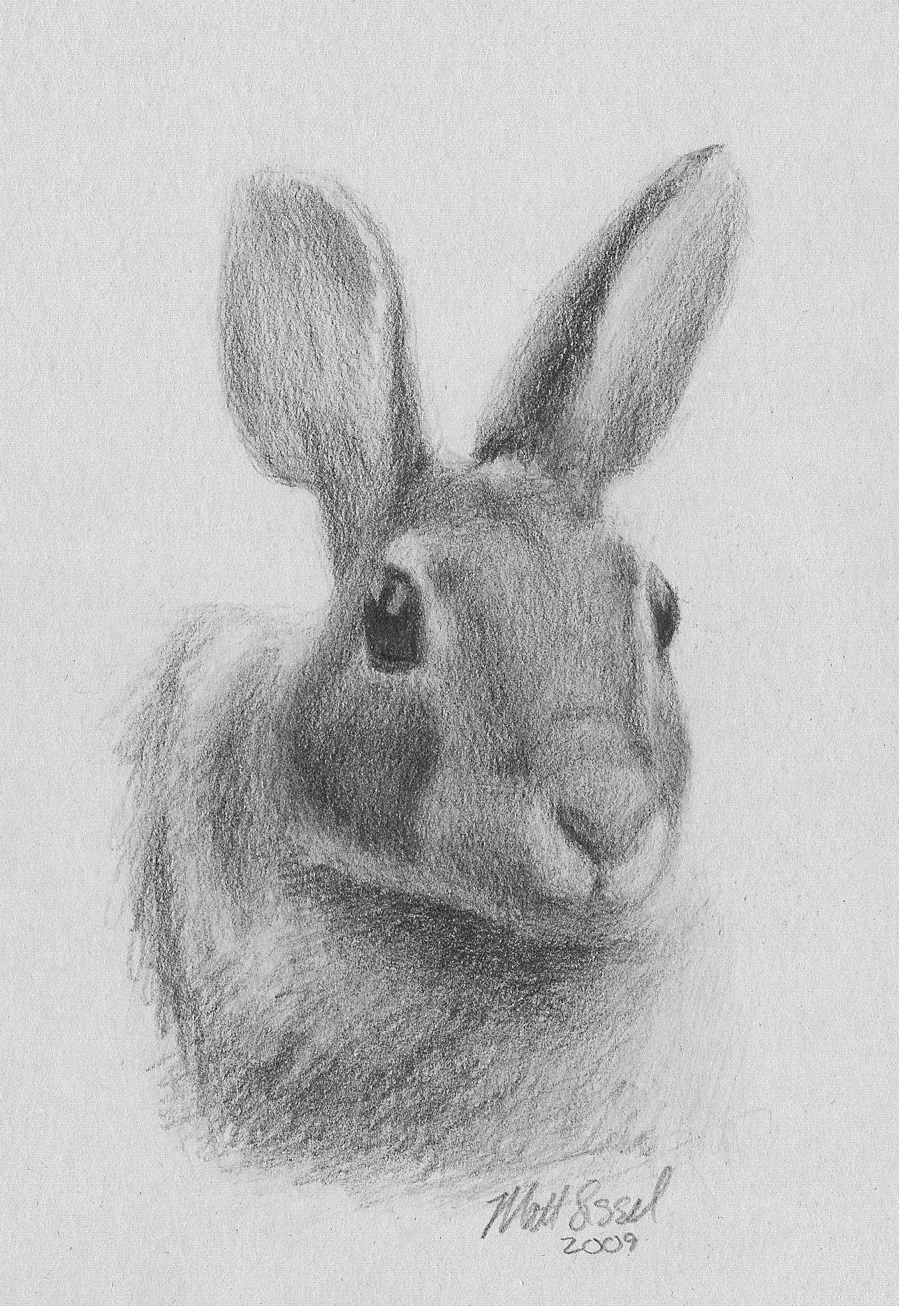 File:Drawing of a rabbit by Matt Sissel.jpg - Wikimedia Commons
