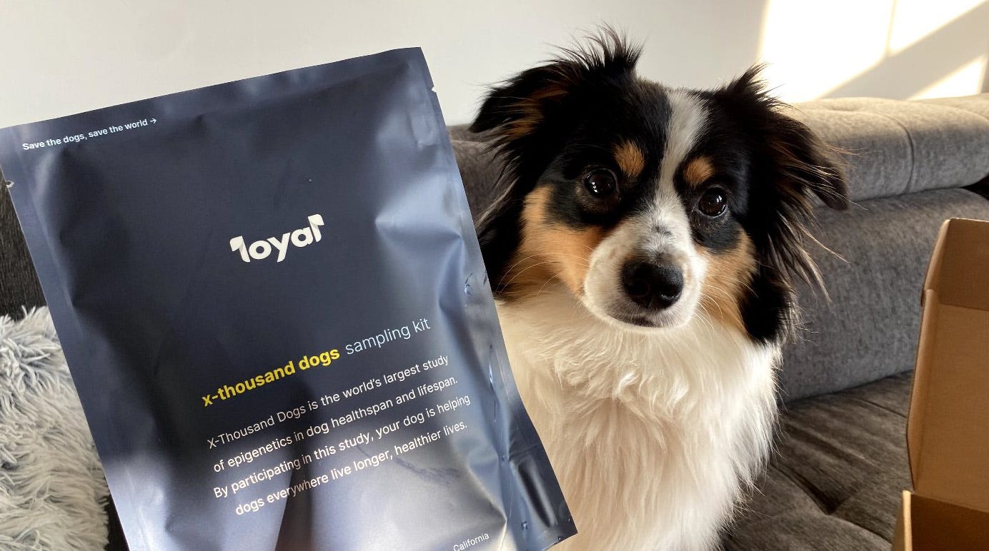 There's an anti-aging drug for dogs now