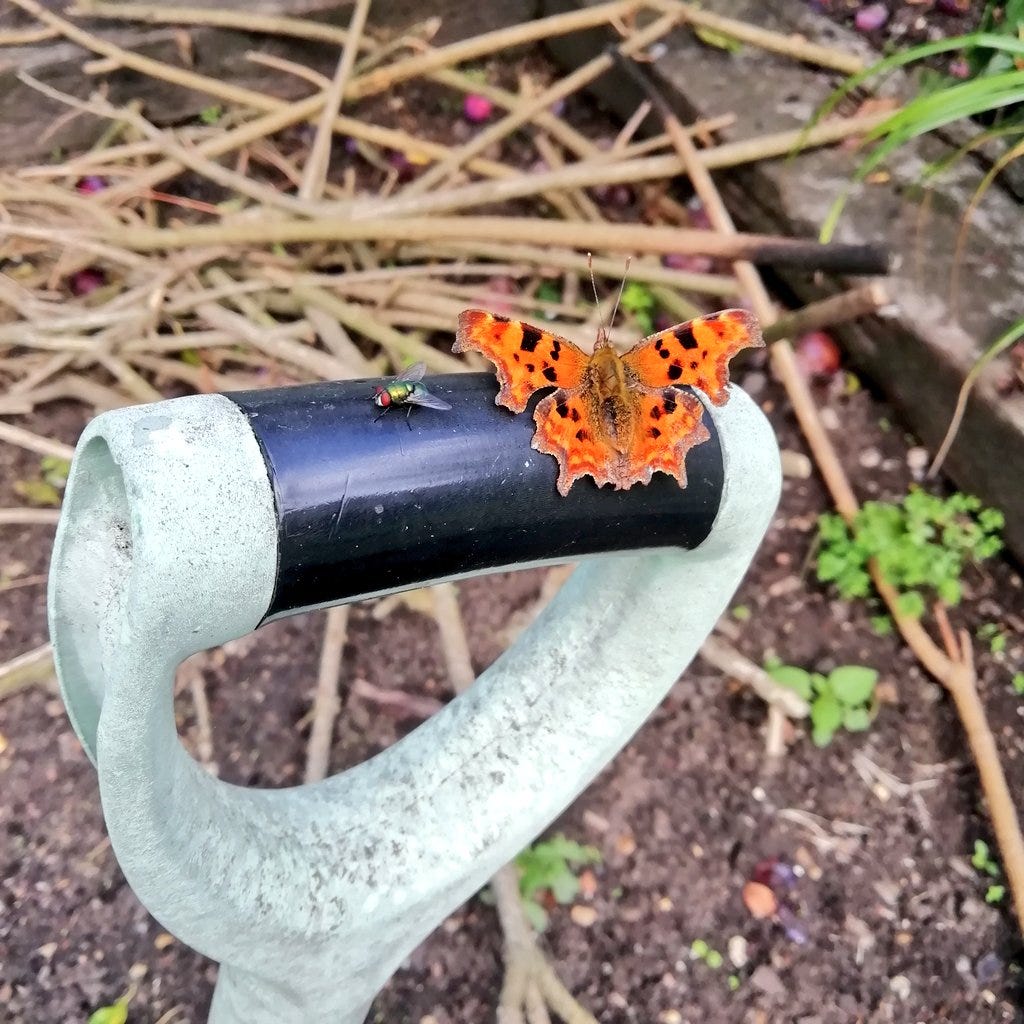 A comma butterfly lands on the handle of a spade in my back garden