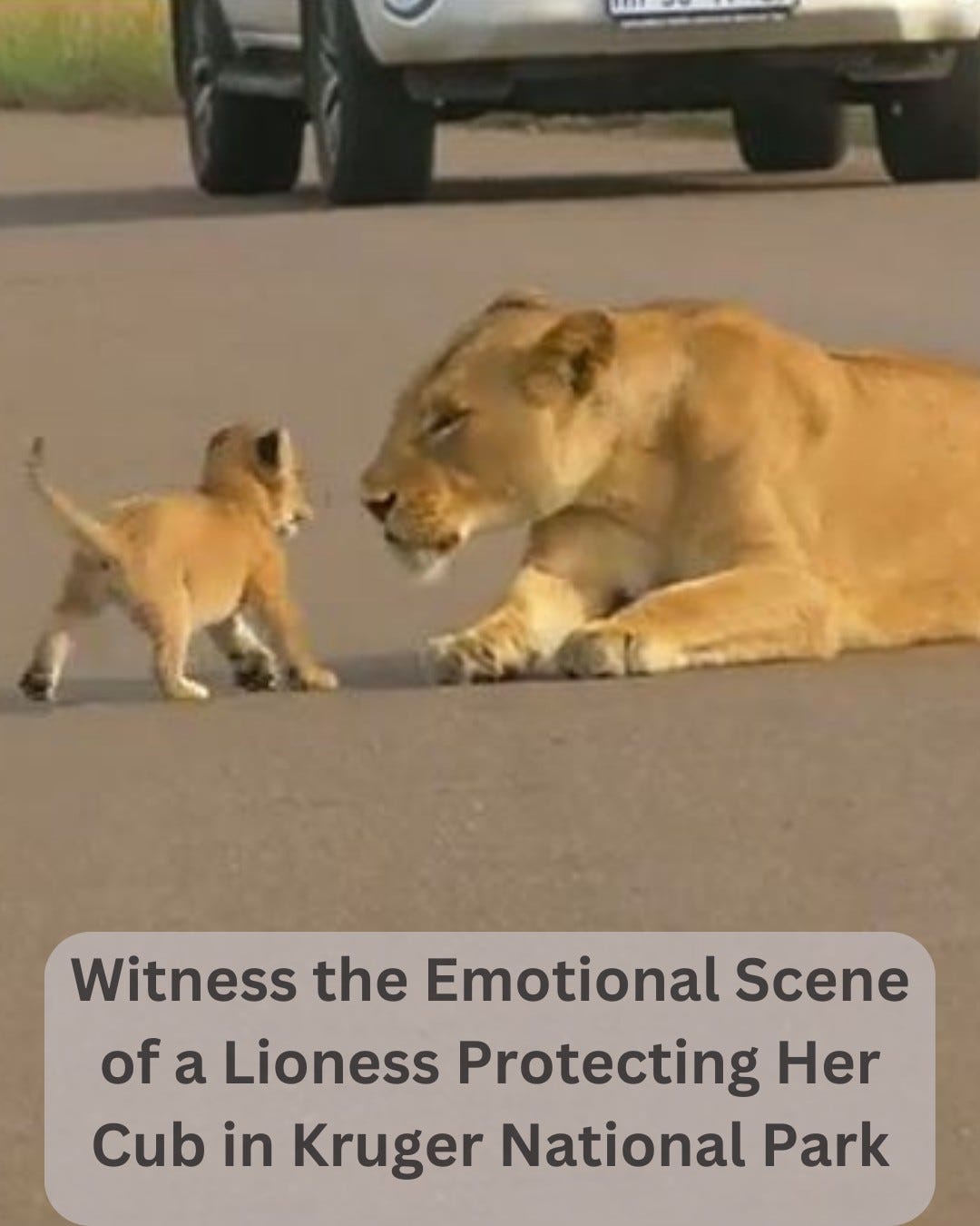 May be an image of big cat and text that says 'Witness the Emotional Scene of a Lioness Protecting Protecting Her Cub in Kruger National Park'