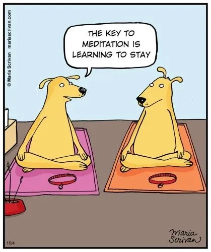 dogs, dog, yogi, yoga, humor, love, laugh, smile, asana, pose, meditation, enlightenment