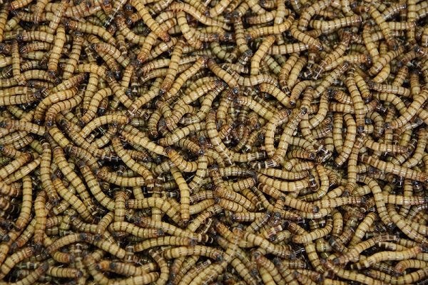 Mealworms to Feed Your Pets - Allan's Pet Center