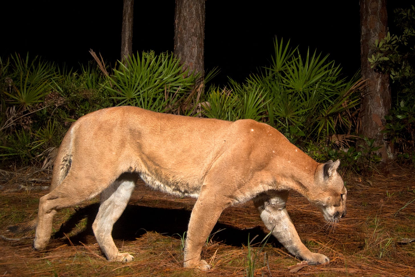 Highly endangered Florida panther has more space in South Florida | WGCU  PBS & NPR for Southwest Florida