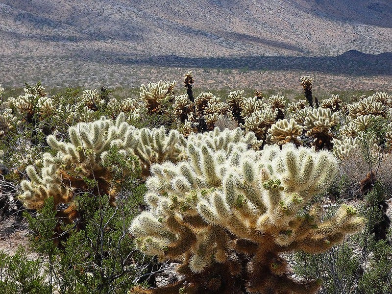 photo of cacti and bare hillside at Joshua Tree National Park