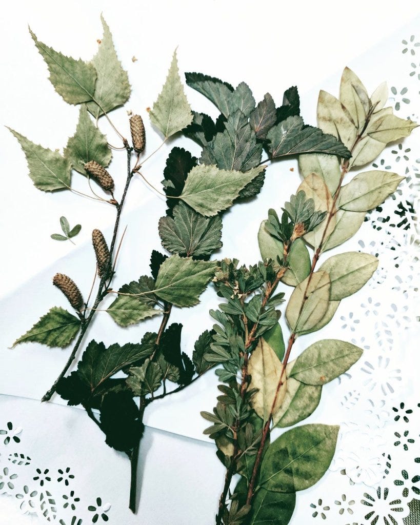 a selection of pressed leaves in varying shades of green