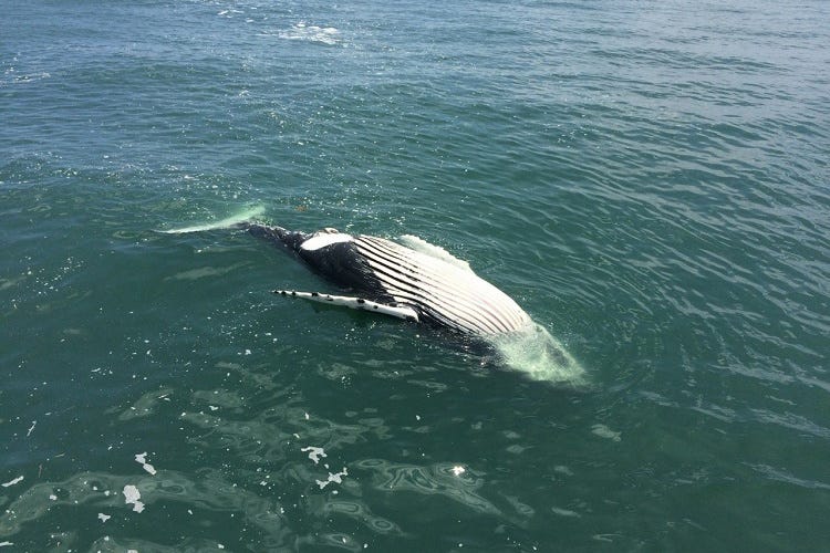 Floating humpback whale offshore of Delaware. Photo by Marine Education, Research & Rehabilitation Institute.