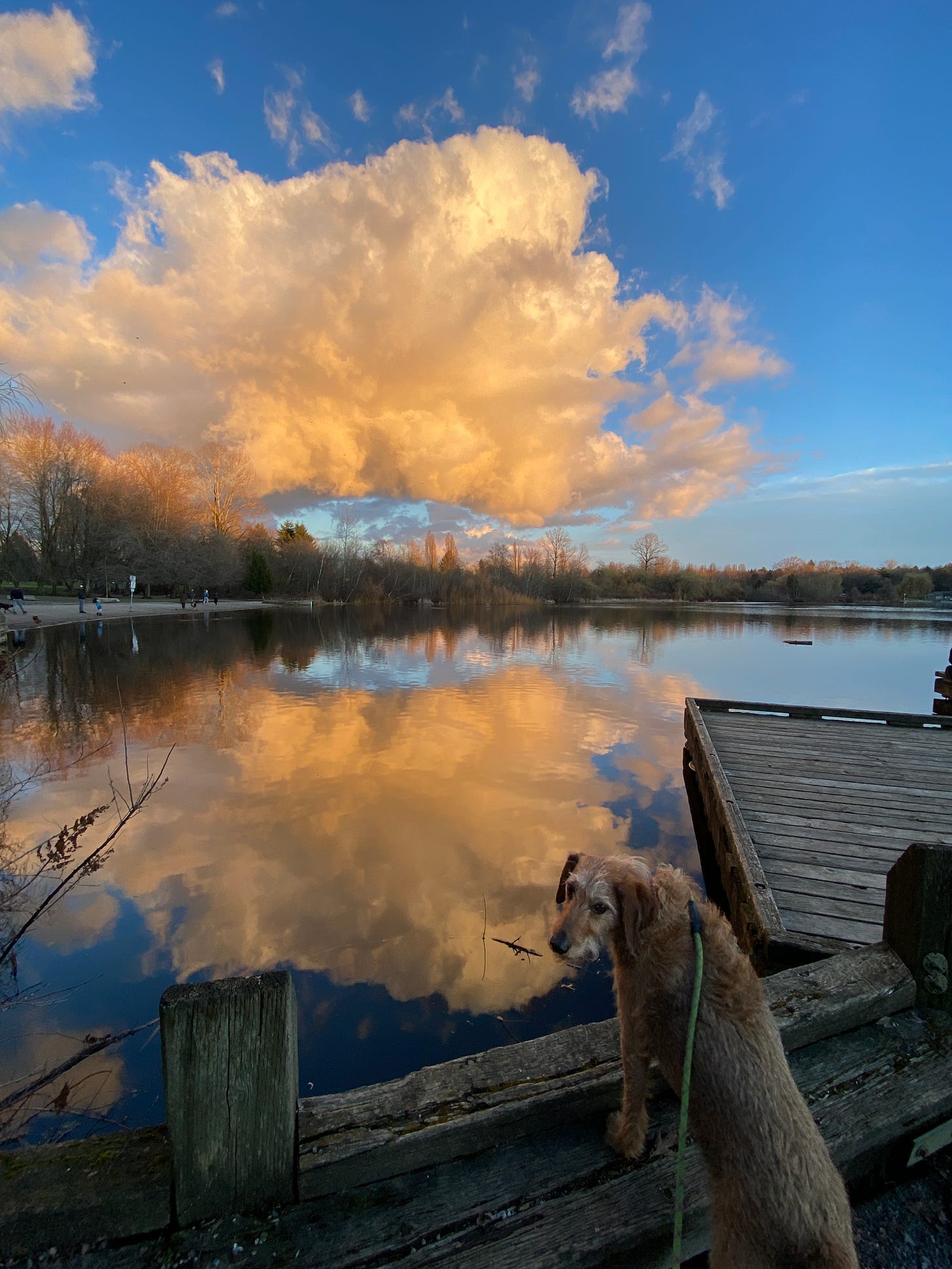 Sunset at Trout Lake in Vancouver. A dog stands at the edge of the lake. in the background a massive golden could is reflecting on the still water.