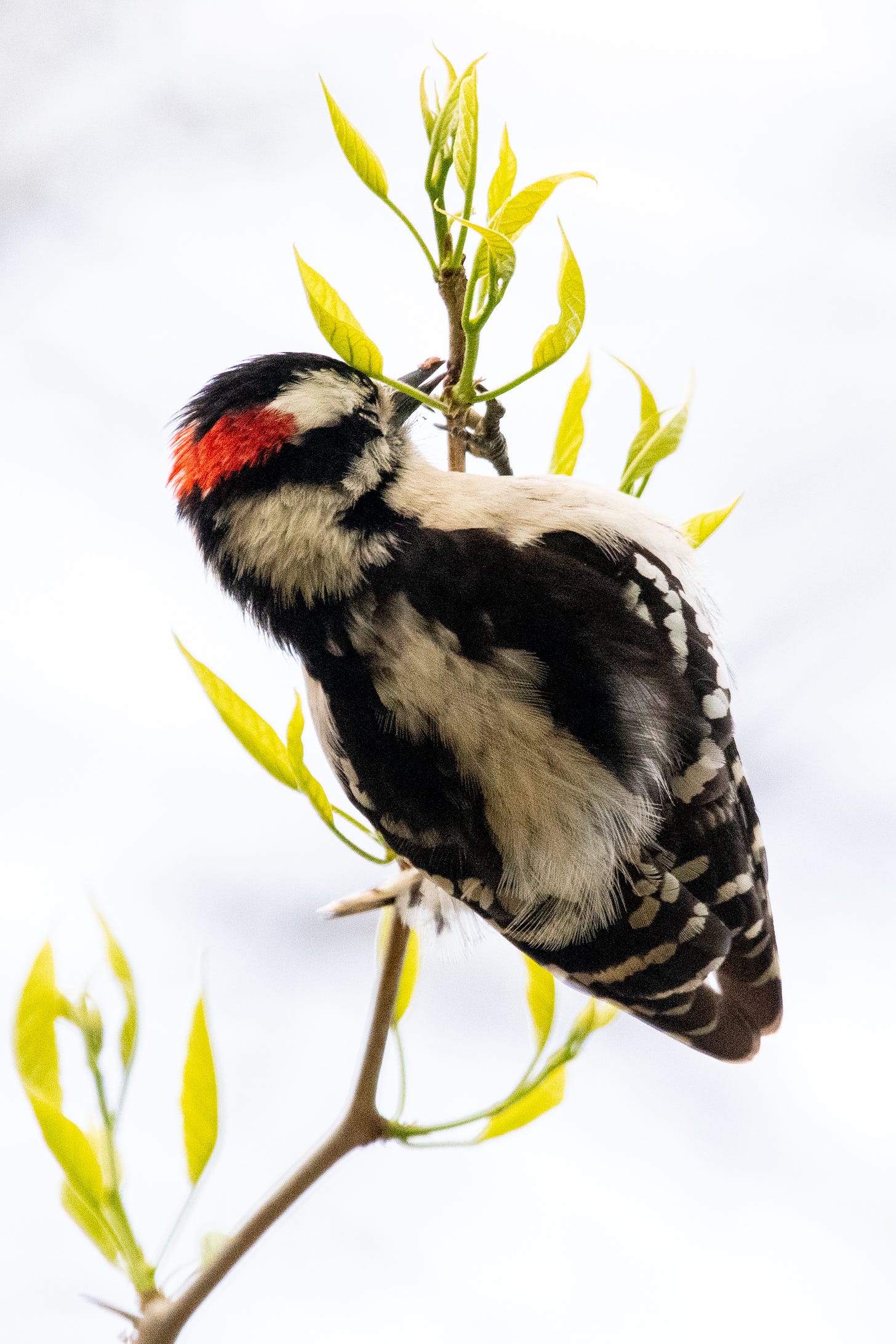 A downy woodpecker, seen from behind, in an osage orange tree
