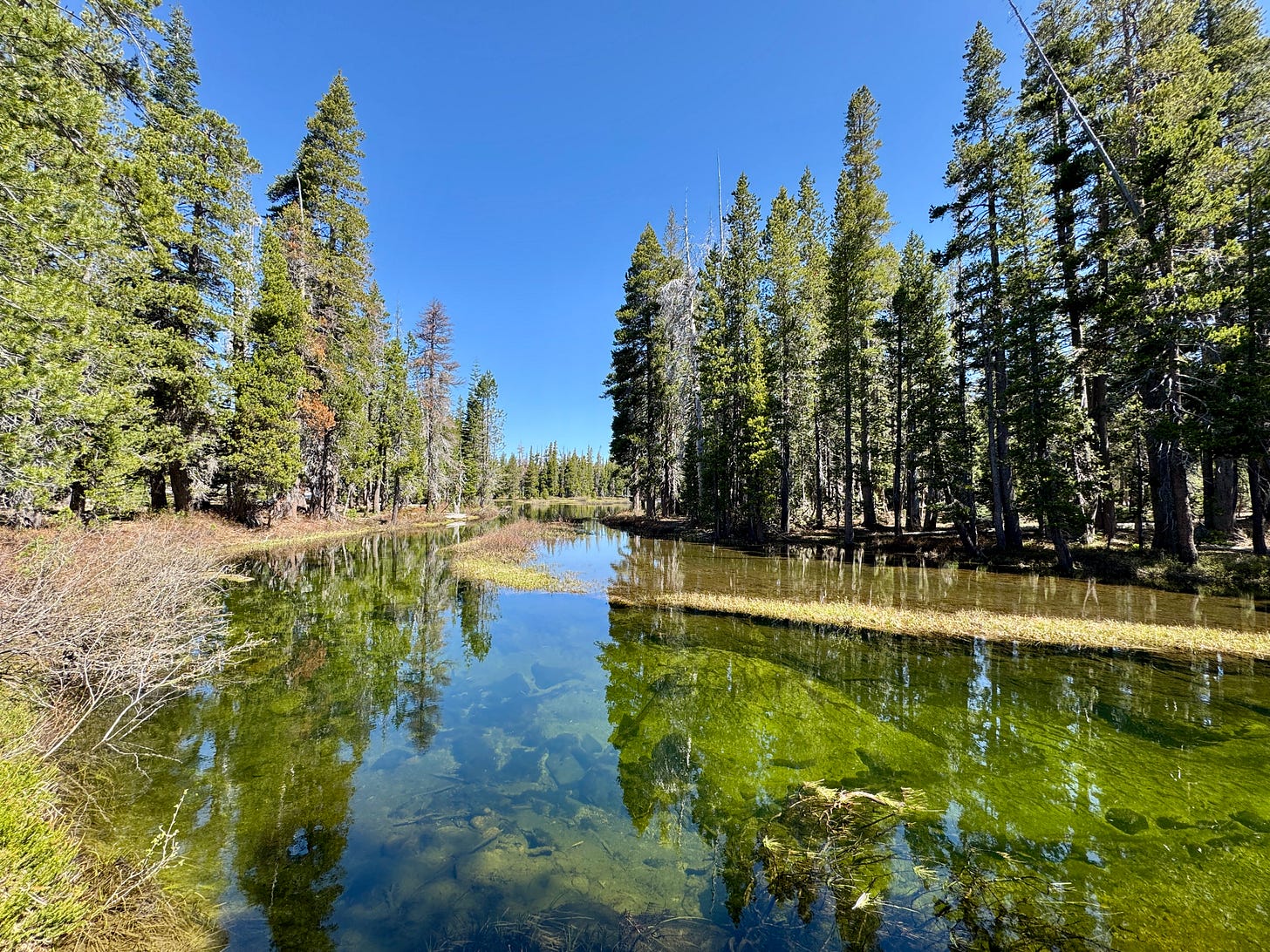 Mountain forest and river