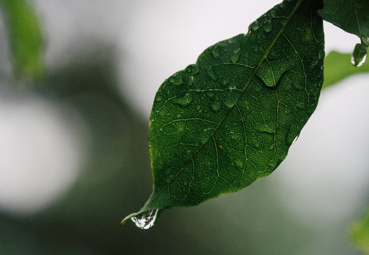 A green leaf in the foreground dripping in rain water