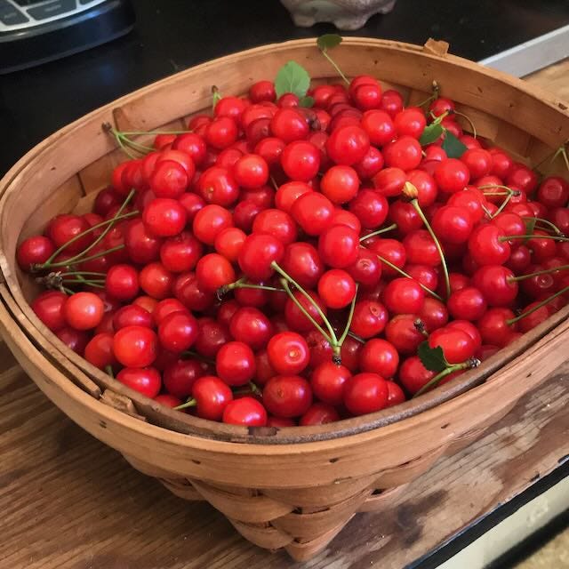 Basket of newly picked sour pie cherries