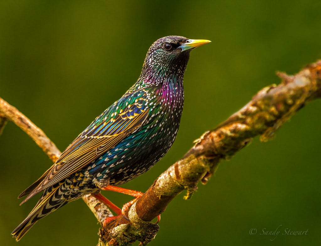 EUROPEAN STARLING | "EUROPEAN STARLING" European Starlings w… | Flickr