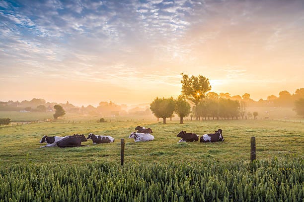 sleeping cows at sunrise - cows bildbanksfoton och bilder