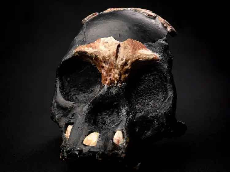 A reconstruction of a Homo naledi child skull with bone and teeth indicated. 
