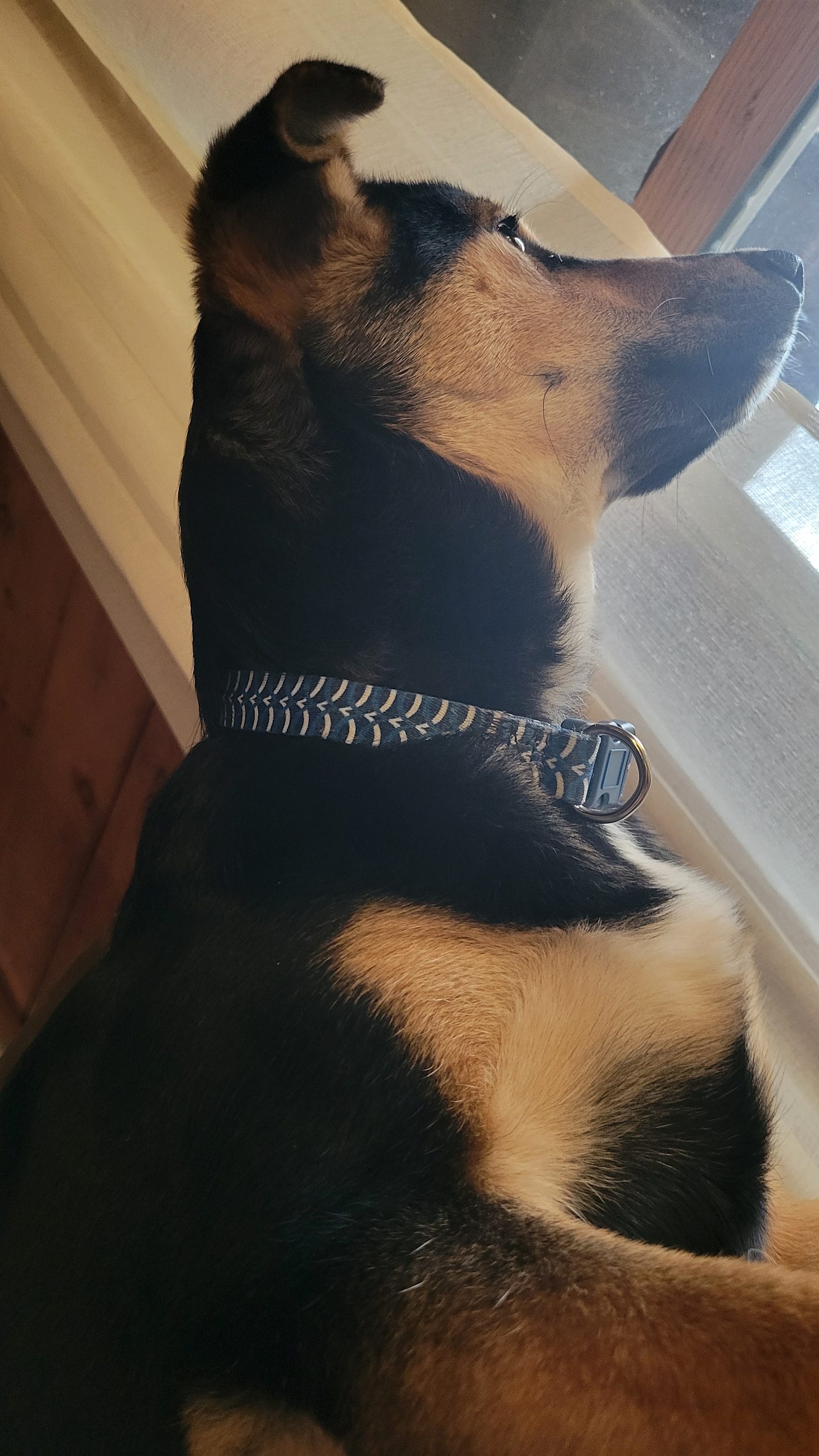 A black and brown and tan five-month-old puppy, looming above the picture-taker, staring longingly out the window over the back of a couch.