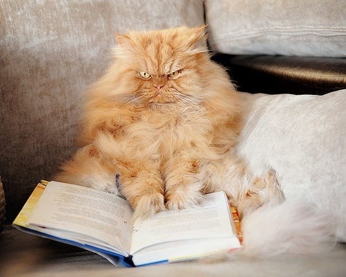 mad-cat-reading-book