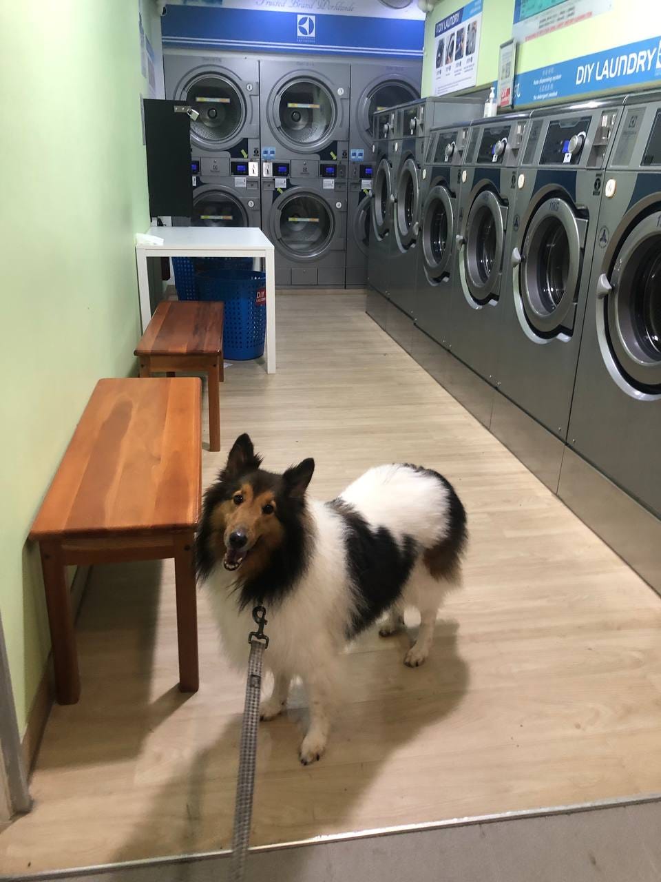 Dog looking happy inside a laundromat by a row of washing machines.