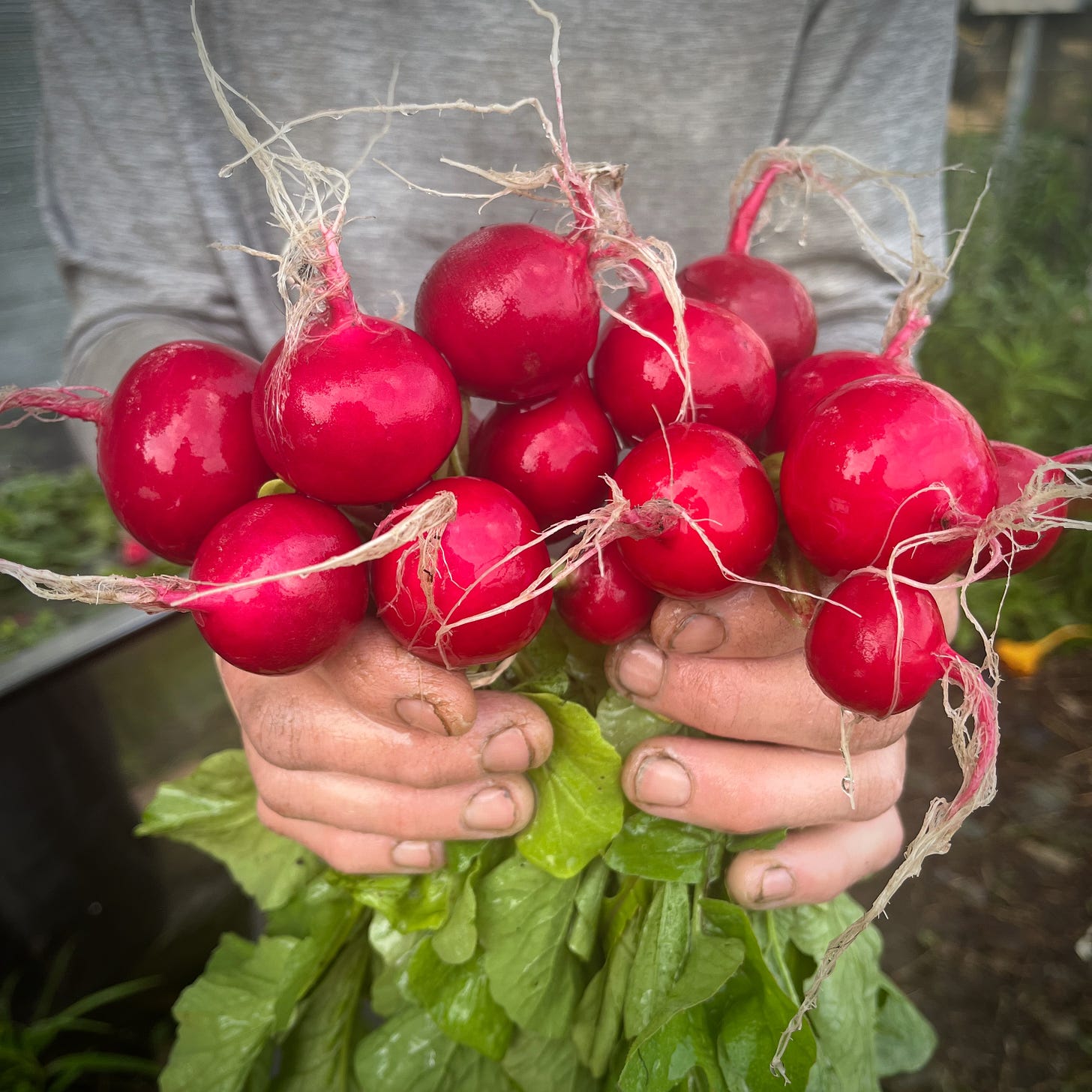 Hands holding up bunches of red radishes