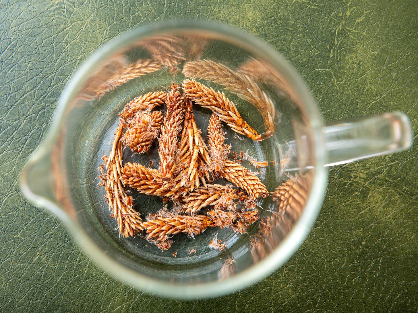 ID: Dried pine buds in glass pot