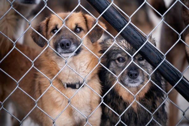 homeless dogs in the shelter - animal shelter stock pictures, royalty-free photos & images
